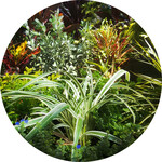 Bush / Shrub