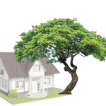 Large Canopy 30' or Bigger