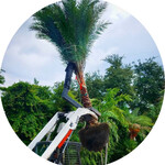 Field Grown Palms