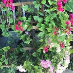 Vines