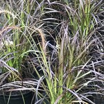 Ornamental Grasses