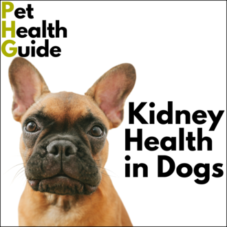 Kidney Health in Dogs