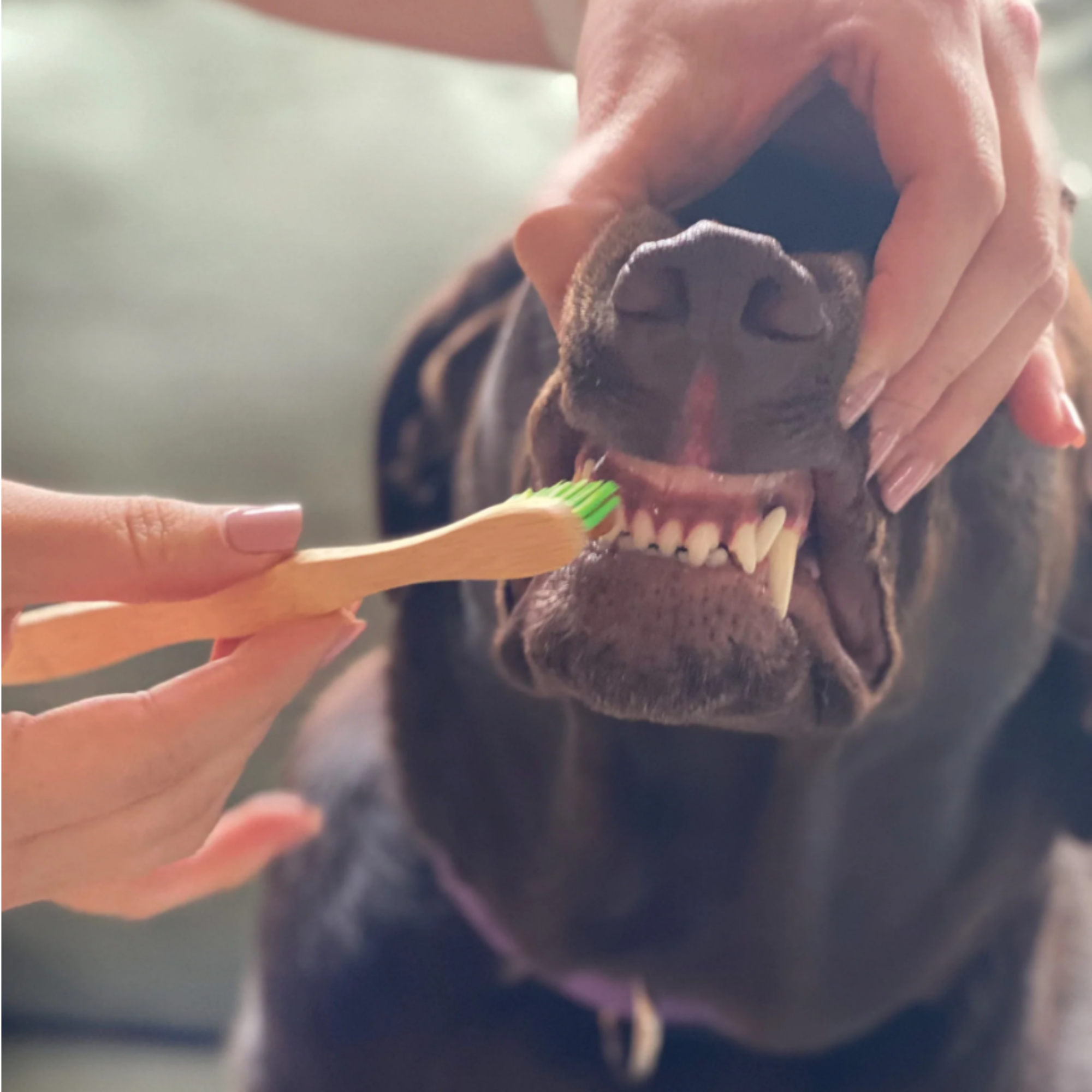 Pure Natural Pet Bamboo Toothbrush