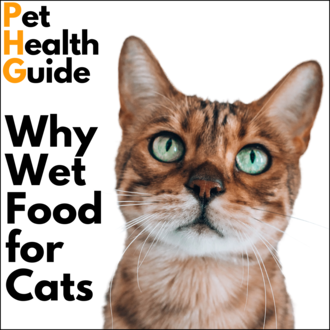Why Wet Food For Cats