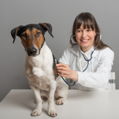 Alternatives to Prescription Pet Diets