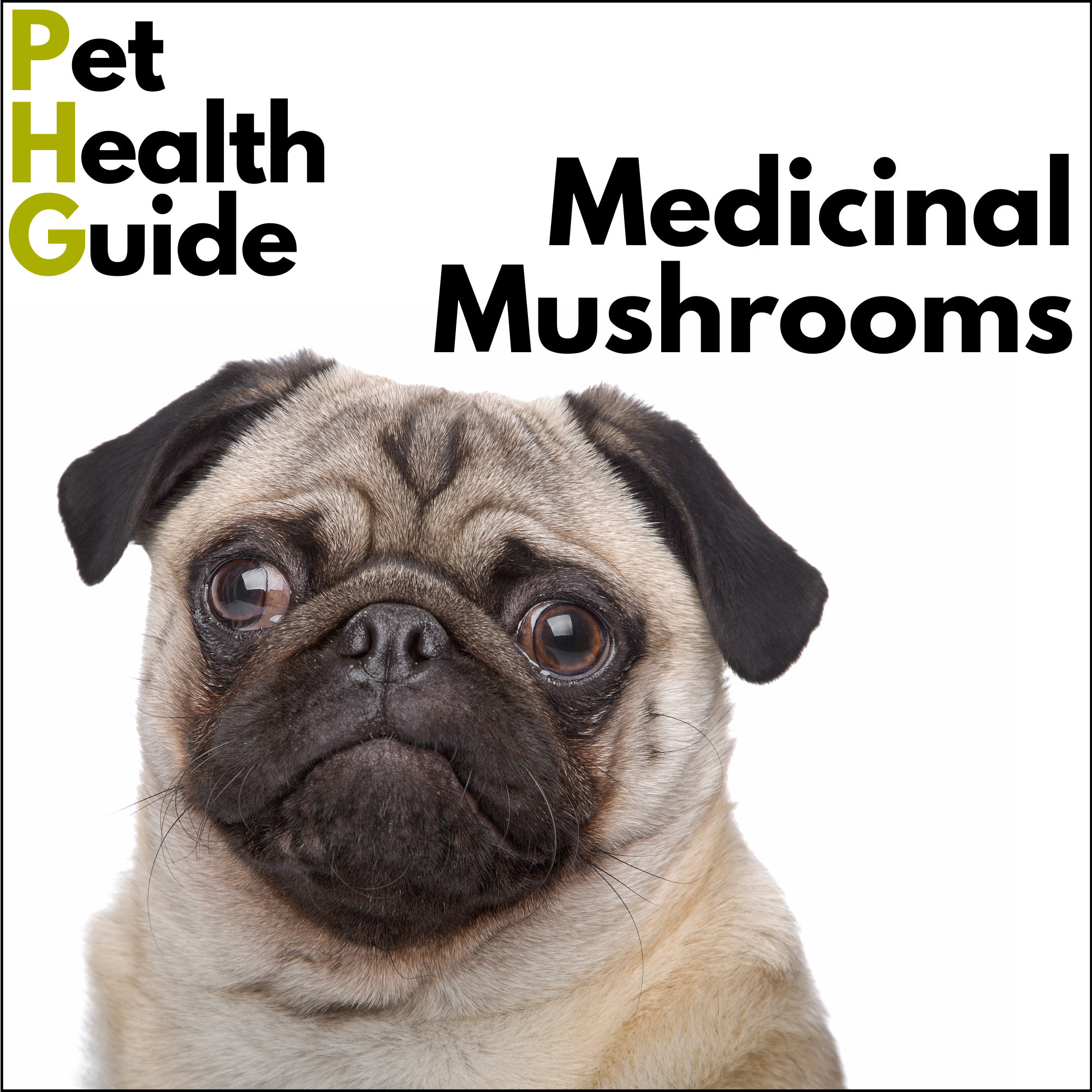 Medicinal Mushrooms