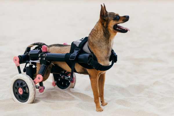Is There A Cure For Degenerative Myelopathy?