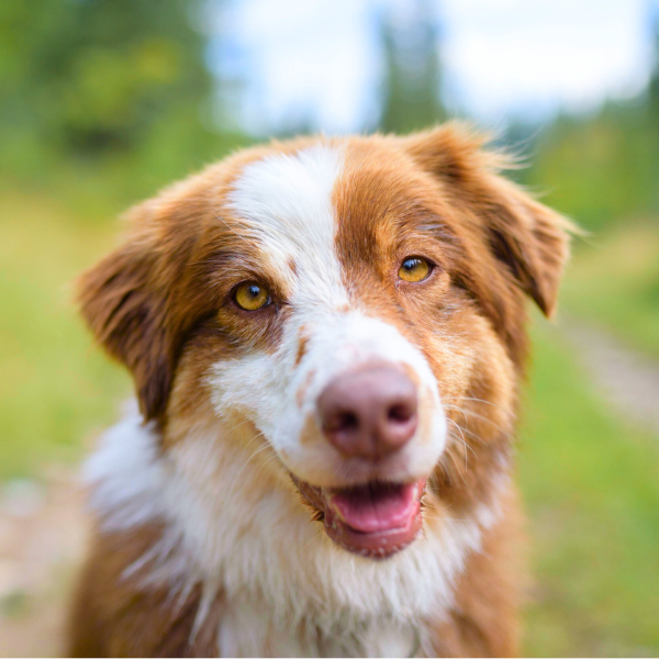 How To Start Healing Your Dog's Microbiome