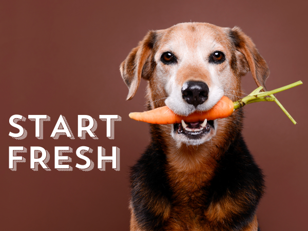 Start Fresh With Your Pet's Food Bowl