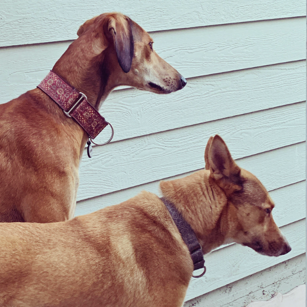 Martingale Collars: Fit for Safety