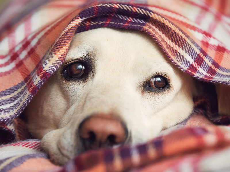 Top 4 Ways to Help Your Pet Stay Calm & Safe This 4th of July