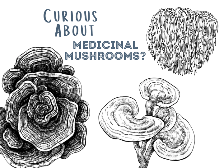 Curious About Medicinal Mushrooms for Your Pet?