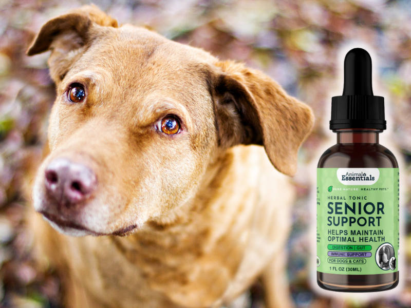 Why I love Animal Essentials Senior Support