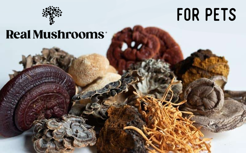 Welcome Real Mushrooms for Pet Health