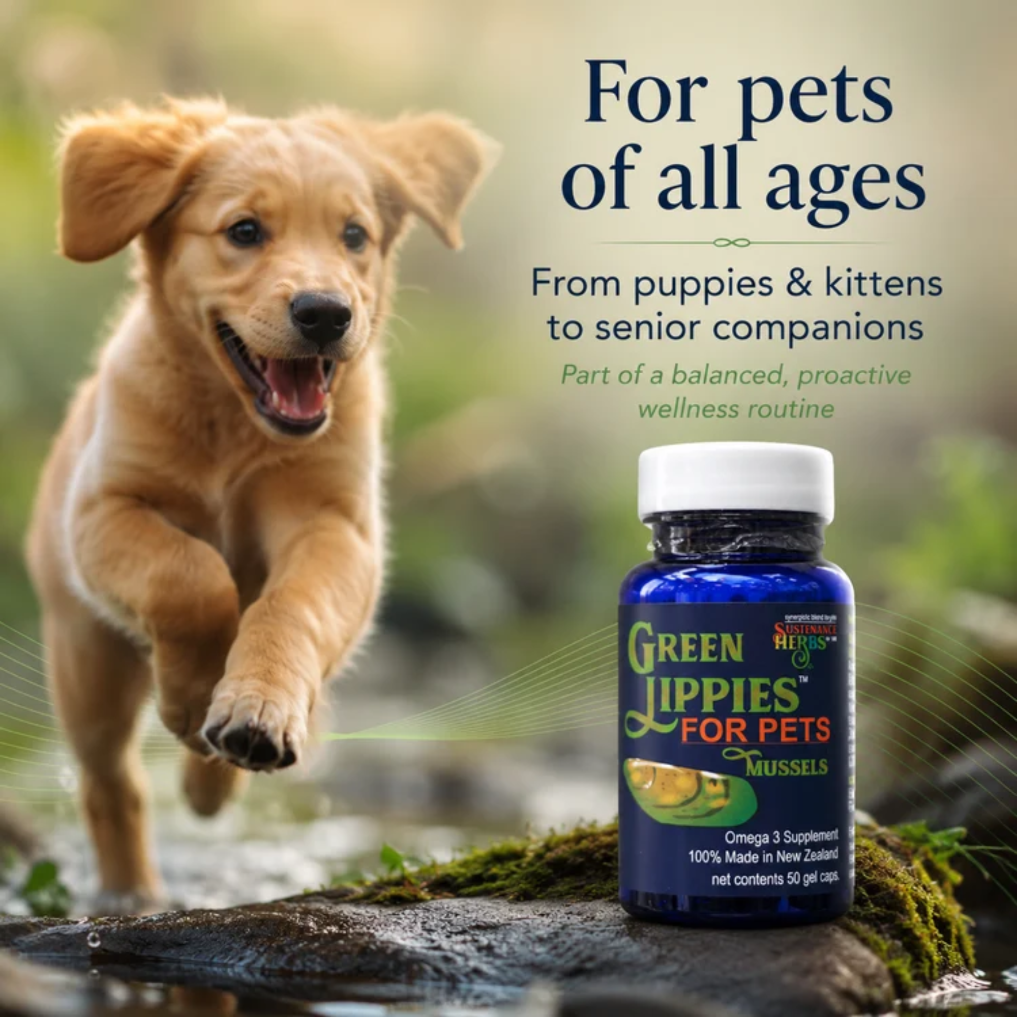 Sustenance Herbs Green Lippies Green Lipped Mussel Capsules