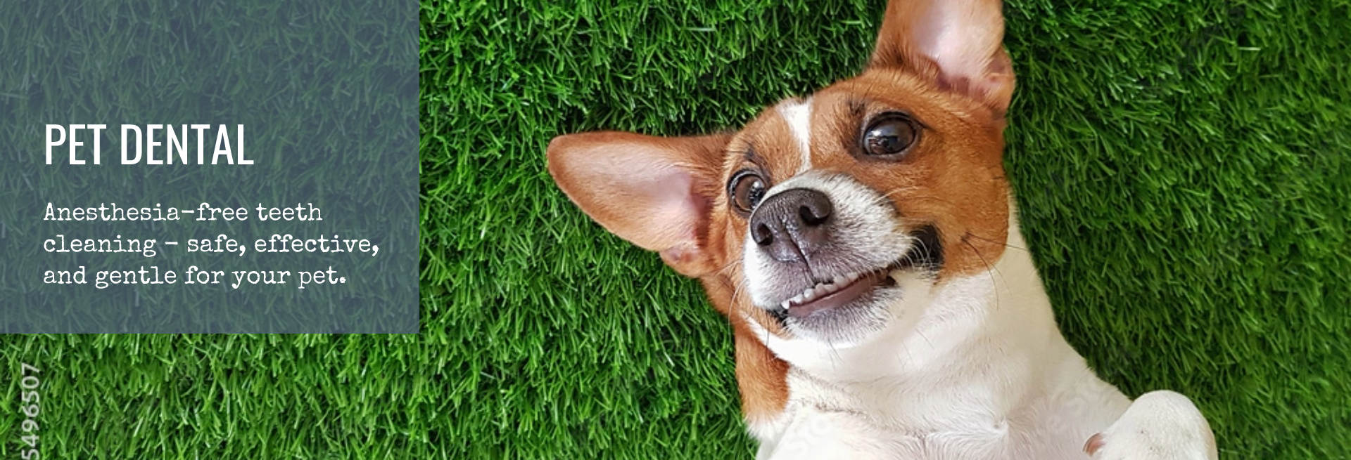 Pet Dental Dexters Deli