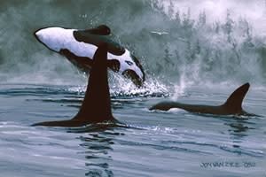 jon-van-zyle-orcas-jon-van-