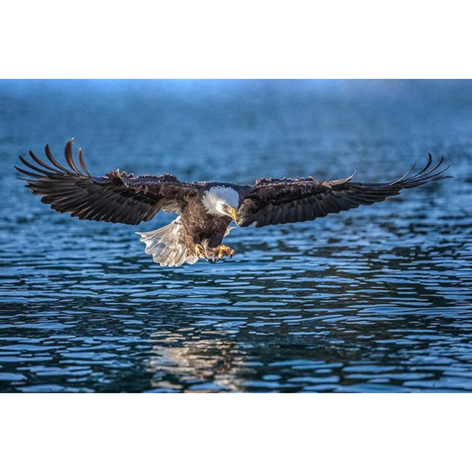 Frank Lynn Pierce Bald Eagle III | Frank Lynn Pierce