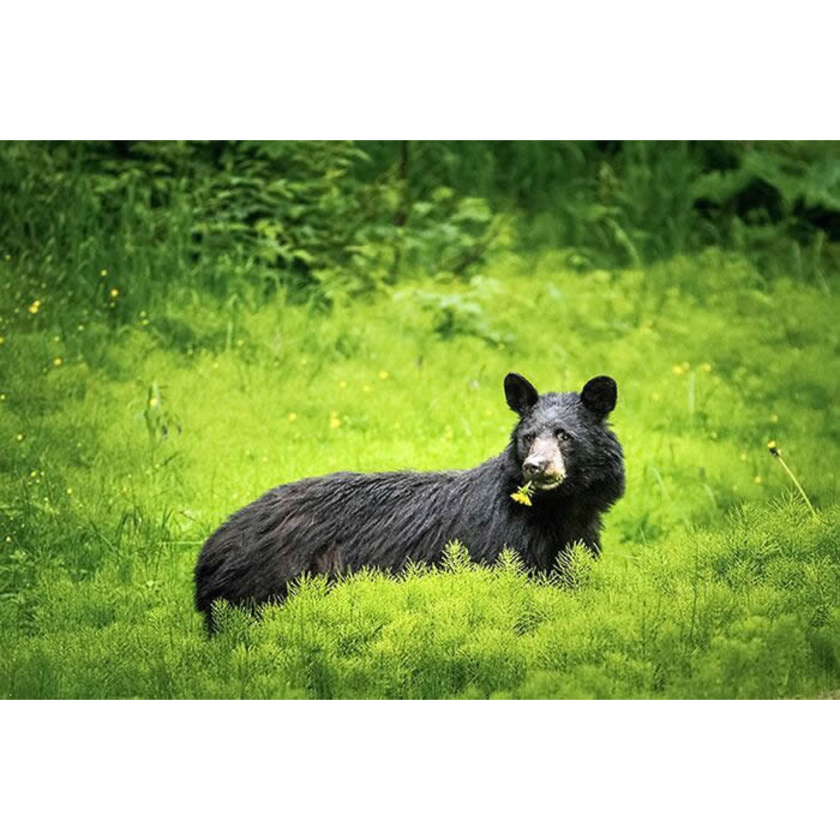 Frank Lynn Pierce Bear in Field | Frank Lynn Pierce