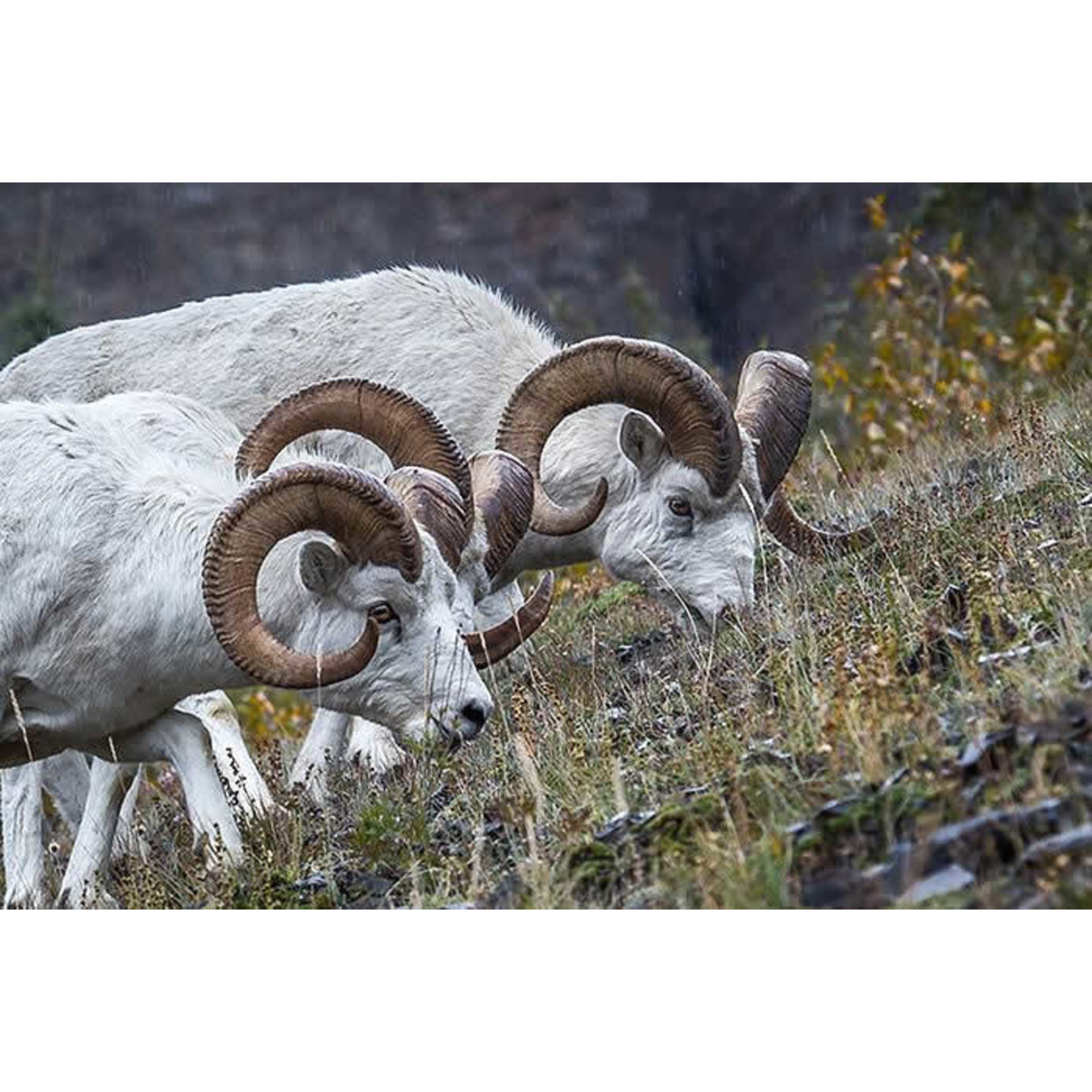 Frank Lynn Pierce Dall Sheep II | Frank Lynn Pierce