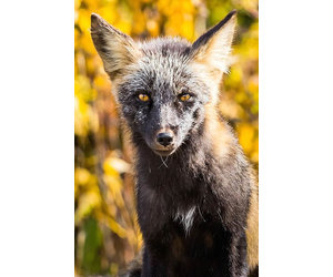 frank-lynn-pierce-fox-face-