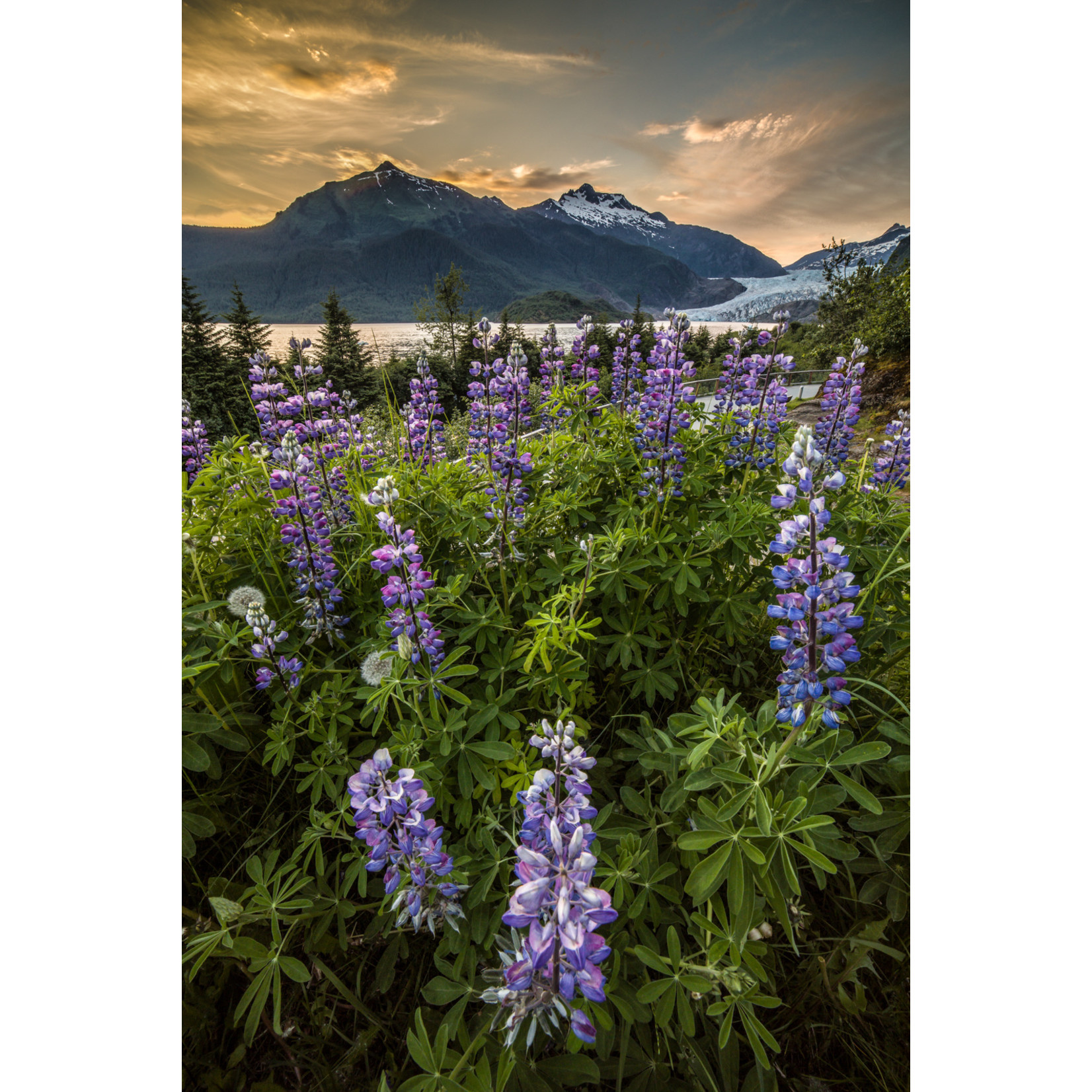 Frank Lynn Pierce Glacier Lupine | Frank Lynn Pierce