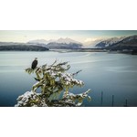 Veriditas Rising Treetop Eagle at North Douglas Boat Launch