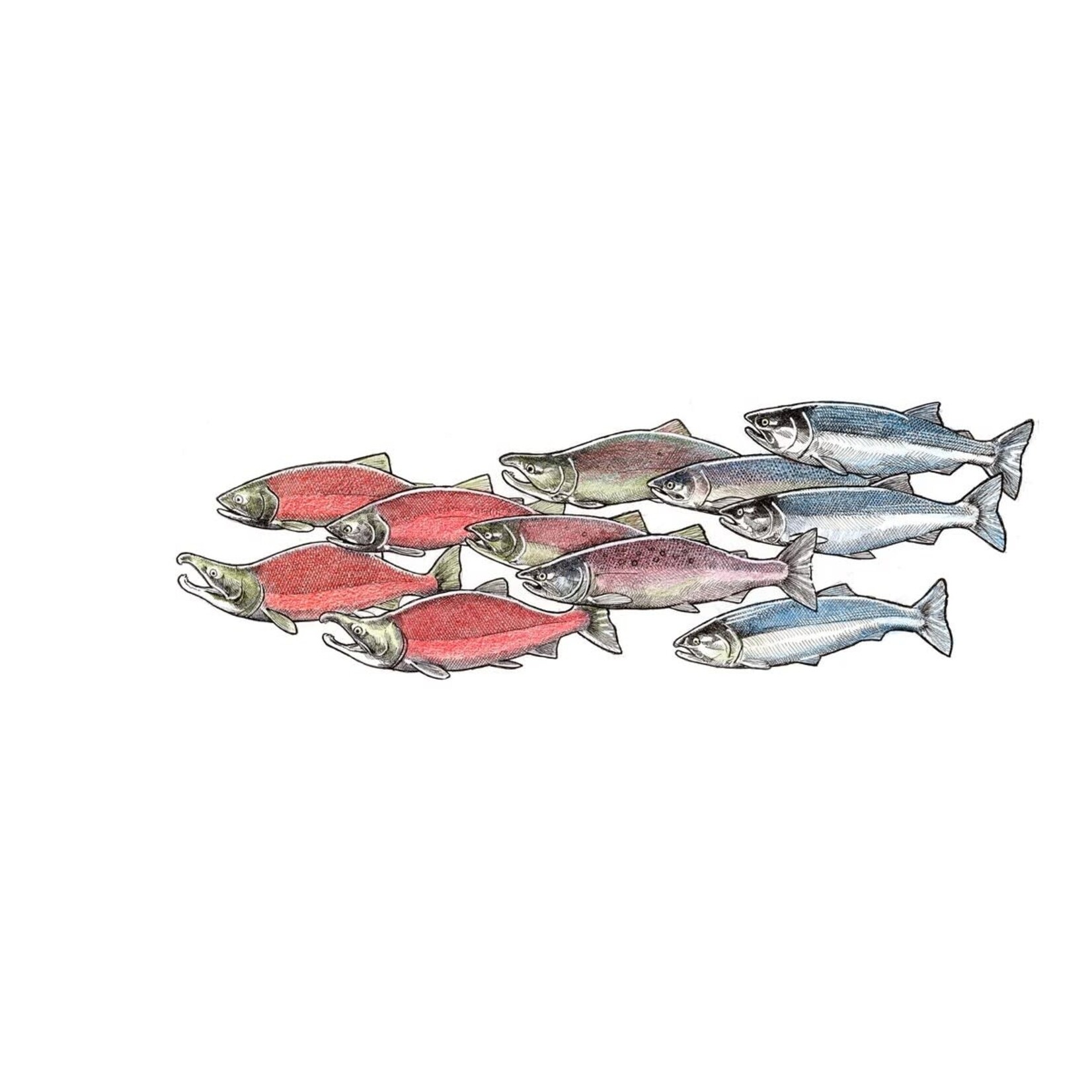 Tom Crestodina Sockeye | Tom Crestodina