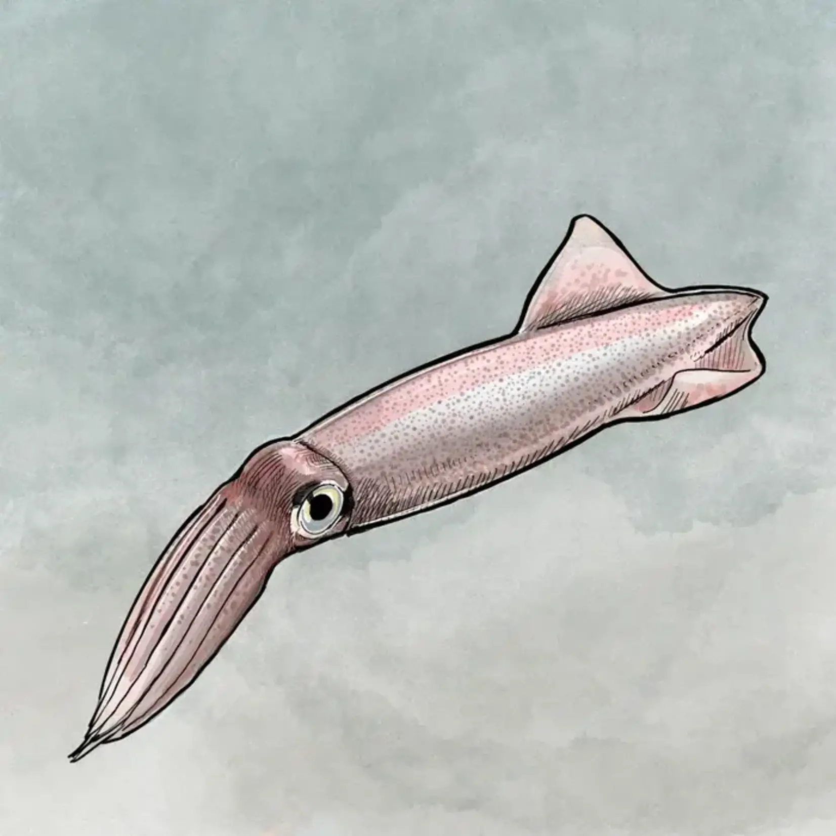 Tom Crestodina Market Squid | Tom Crestodina