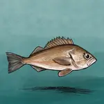 Tom Crestodina Widow Rockfish