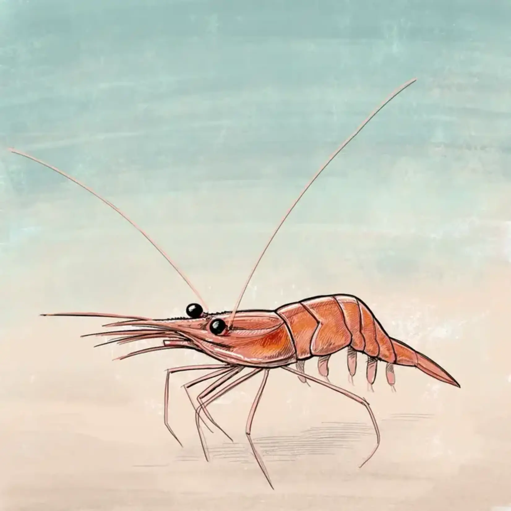 Tom Crestodina Pink Shrimp | Tom Crestodina