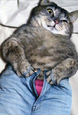 Cat Button Jeans Card