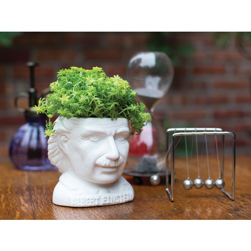 The Unemployed Philosophers Guild Albert Einstein Planter The Unemployed Philosophers Guild Albert Einstein Planter