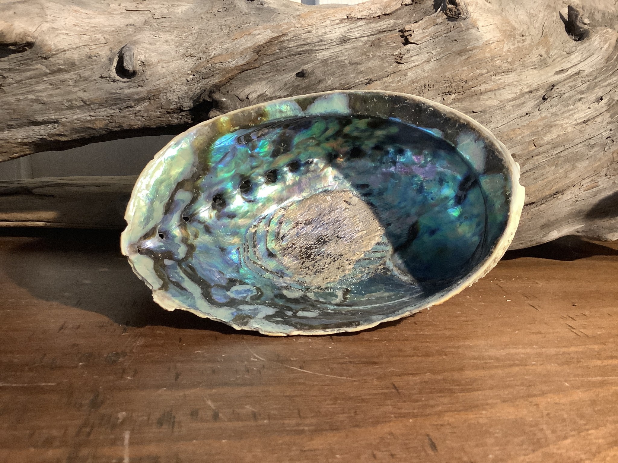 abalone shell fragment