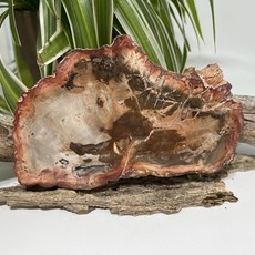 Petrified Wood Slab