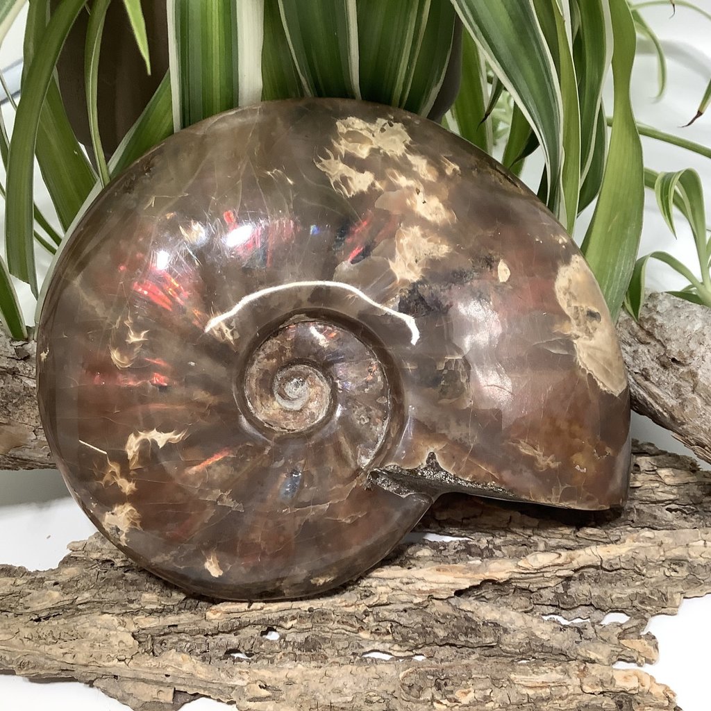 Ammonite