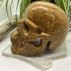 Sanskrit Jasper Skull