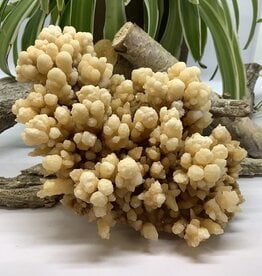 Dogtooth Calcite Cluster