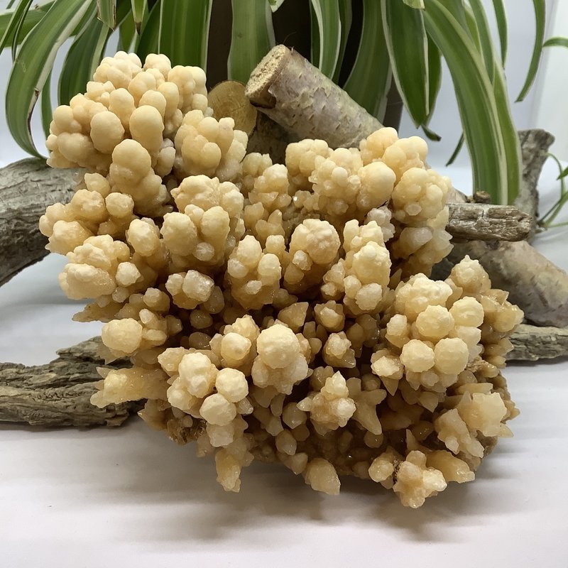 Dogtooth Calcite Cluster