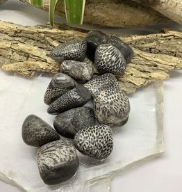 Fossil Coral Tumbled