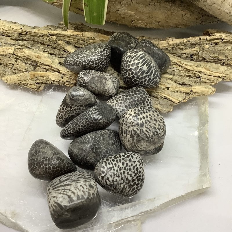 Fossil Coral Tumbled