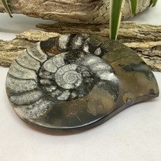 Ammonite Slab