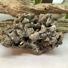 Mexican Dog Tooth Calcite Cluster
