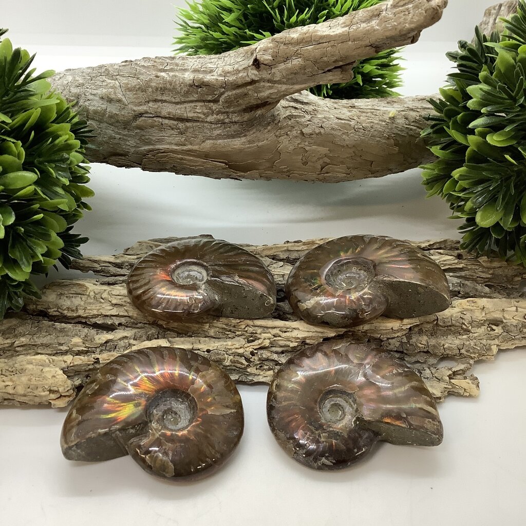 Ammonite