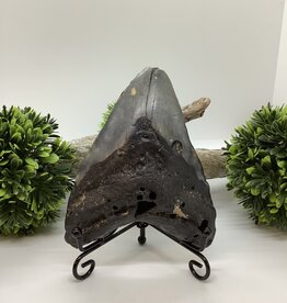 Megalodon Shark Tooth from South Caroline