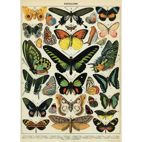 Vintage Butterfly Poster Vintage Butterfly Poster