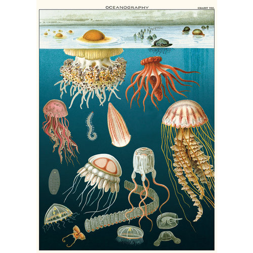 Cavallini Poster/Gift Wrap - Jellyfish Cavallini Poster/Gift Wrap - Jellyfish