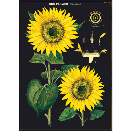 Poster/Giftwrap Sunflower Poster/Giftwrap Sunflower