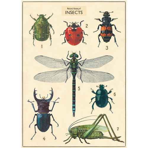Cavallini Poster/Gift Wrap – Insects Cavallini Poster/Gift Wrap – Insects