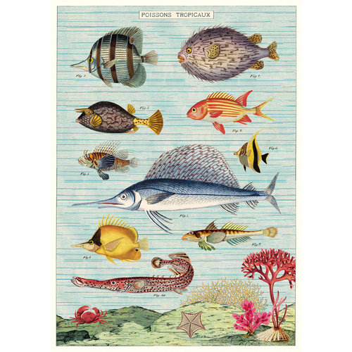 Cavallini Poster/Wrap – Tropical Fish Cavallini Poster/Wrap – Tropical Fish